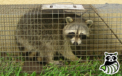 Niagara Falls trapping